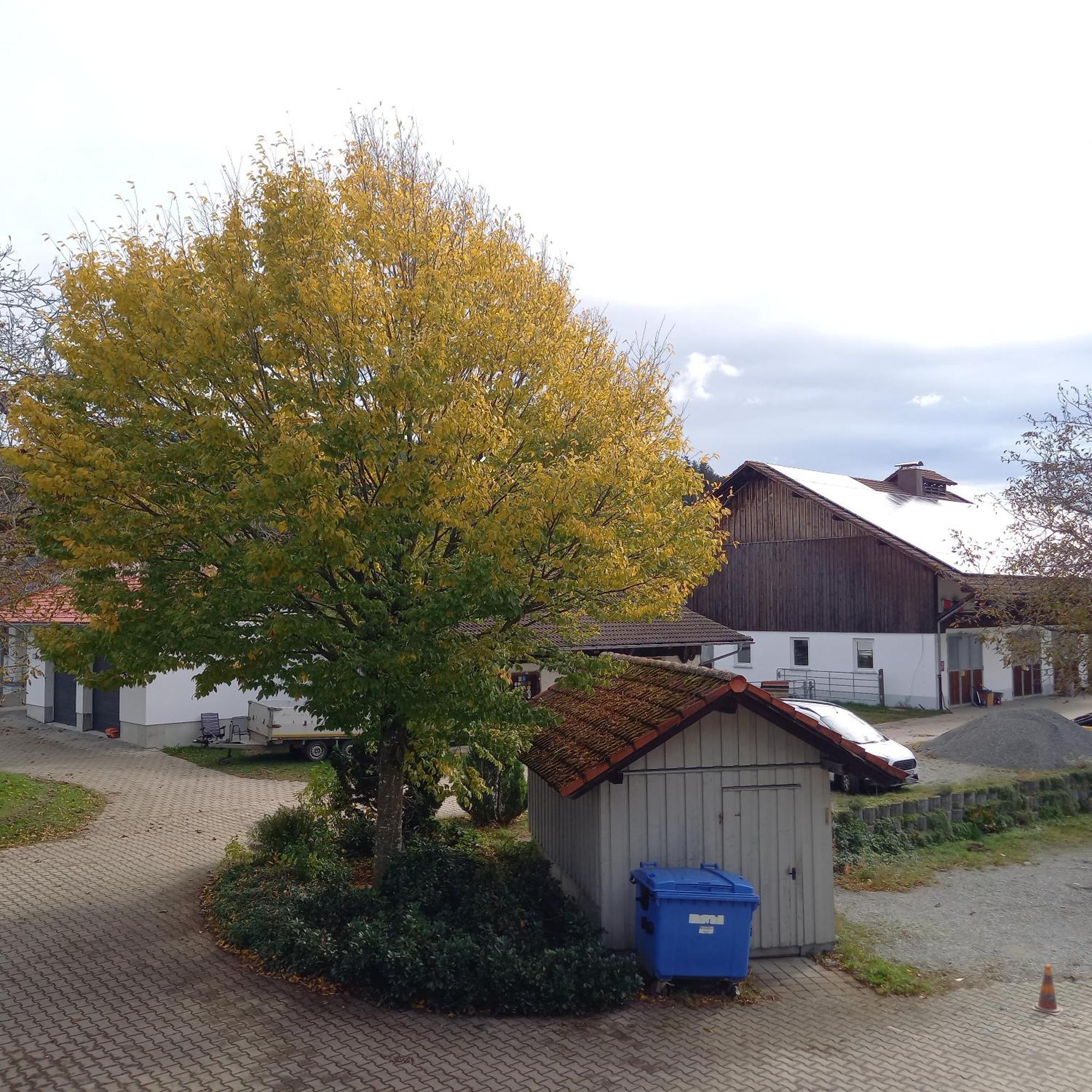 Ferienhof Metzler Bodnegg Exterior foto